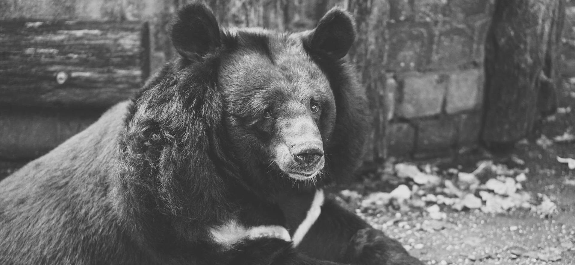 A monochrome photo of a black bear