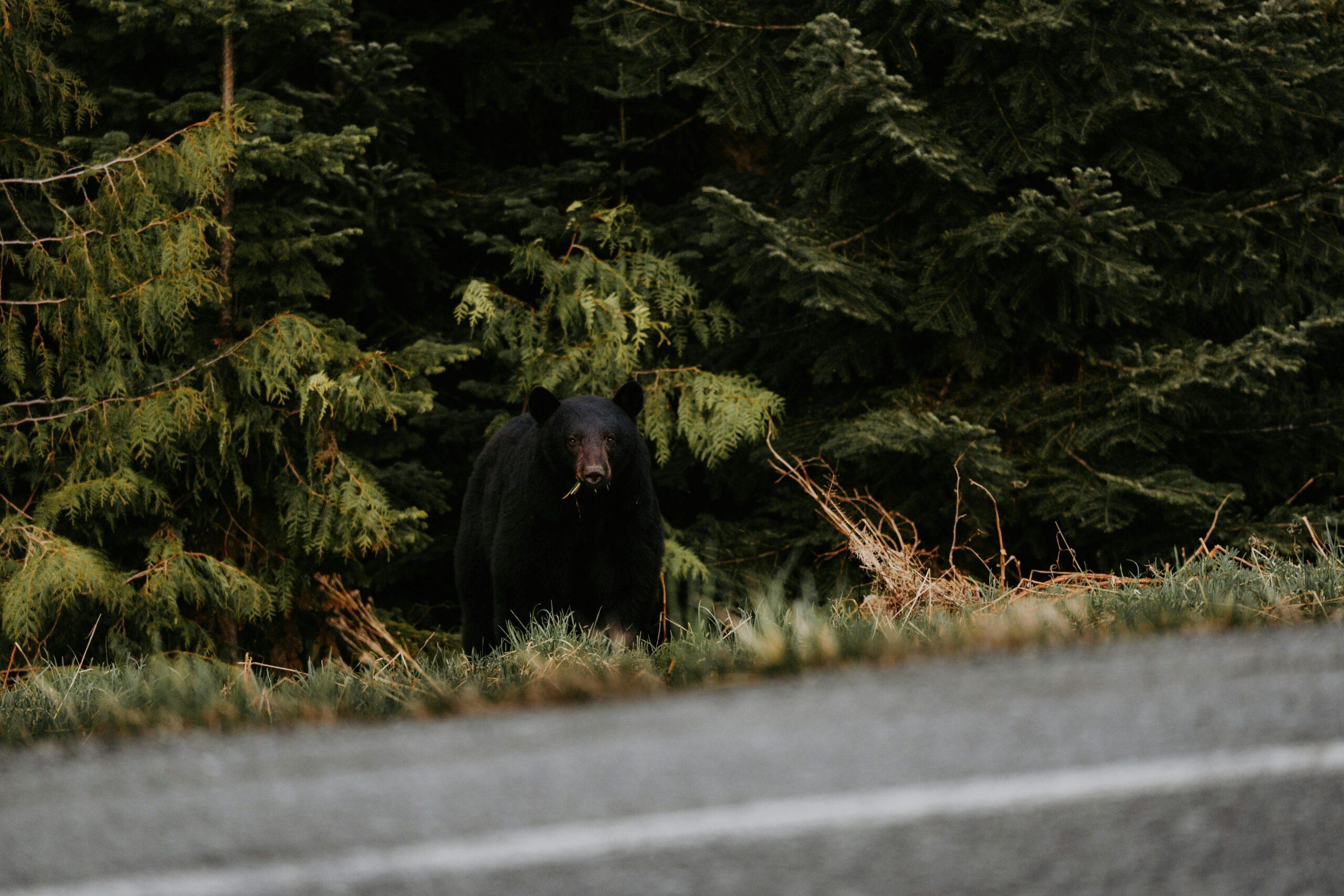 A photo of a Black Bear emerging from the woods