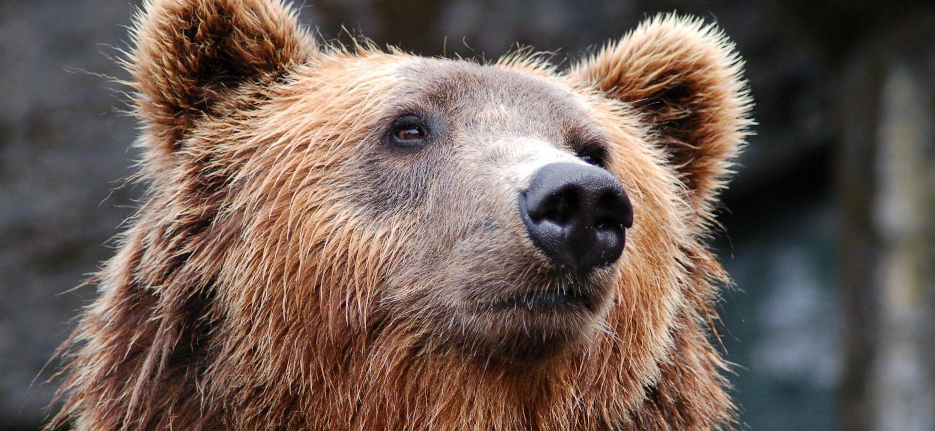 A candid photo of a brown bear