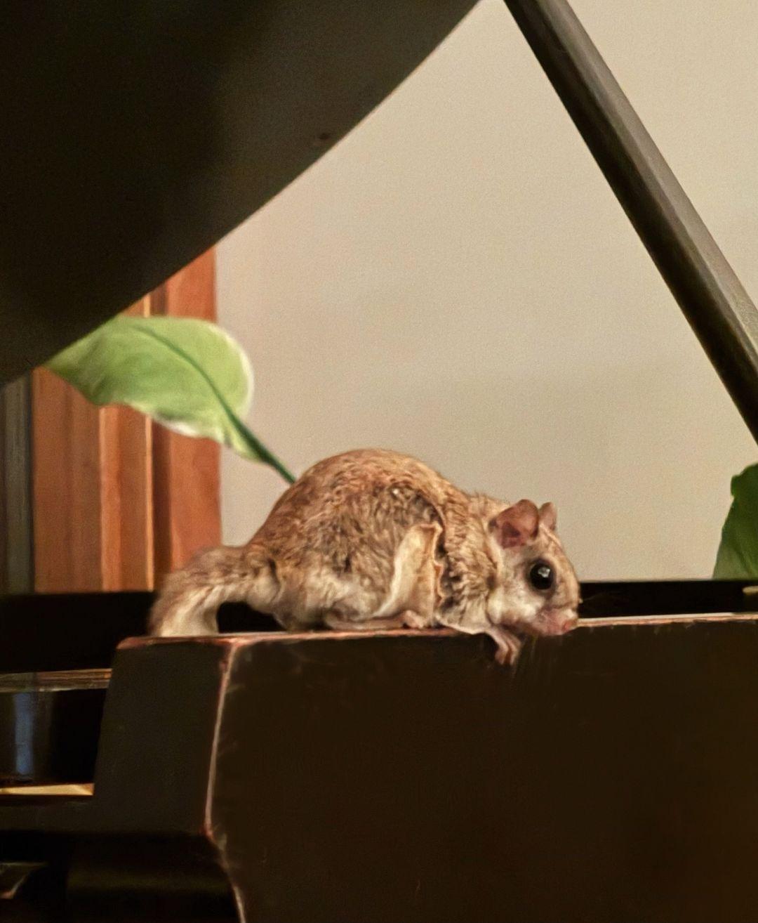 Squirrel found in Elizabeth Gillies' piano