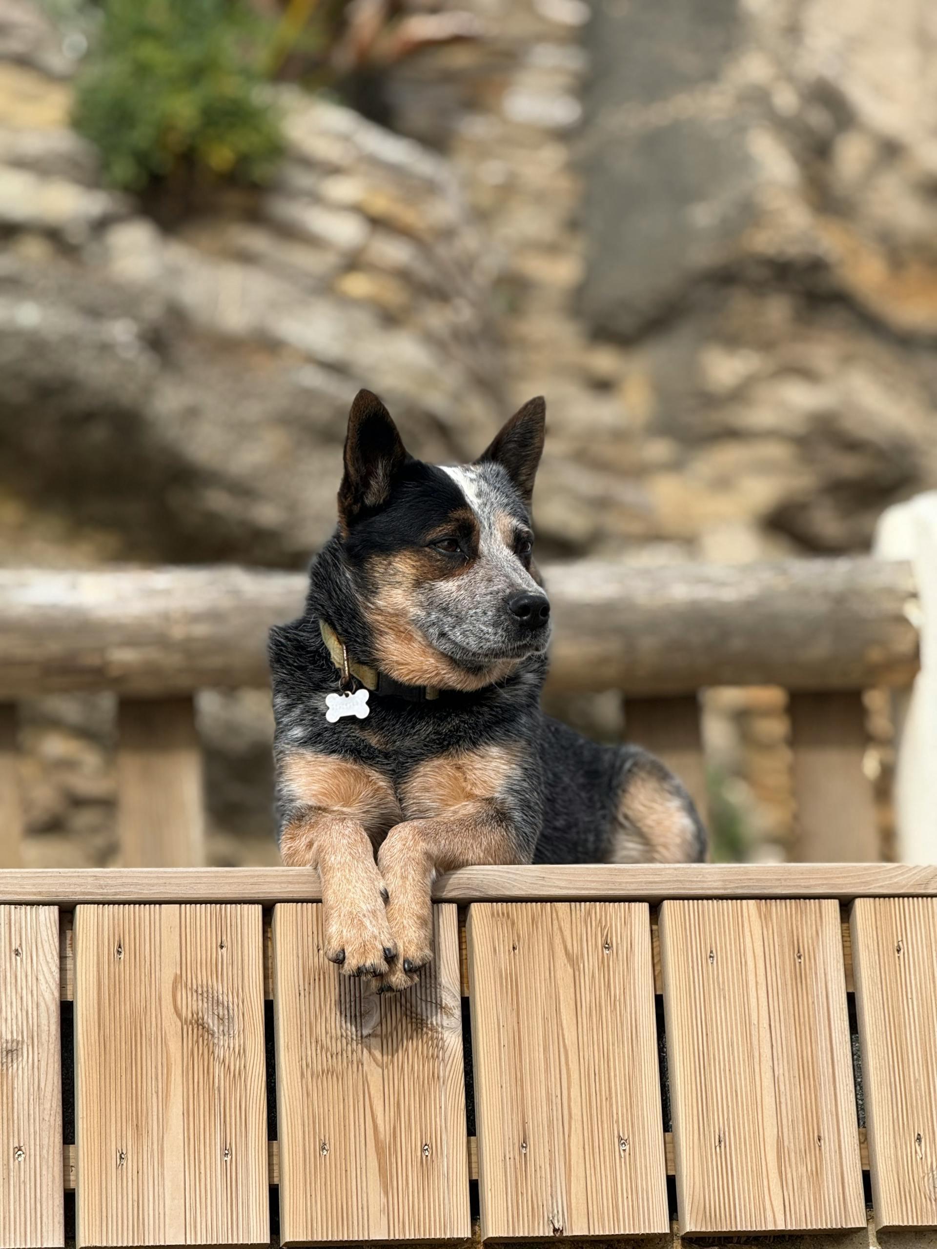 Dog lying on a porch