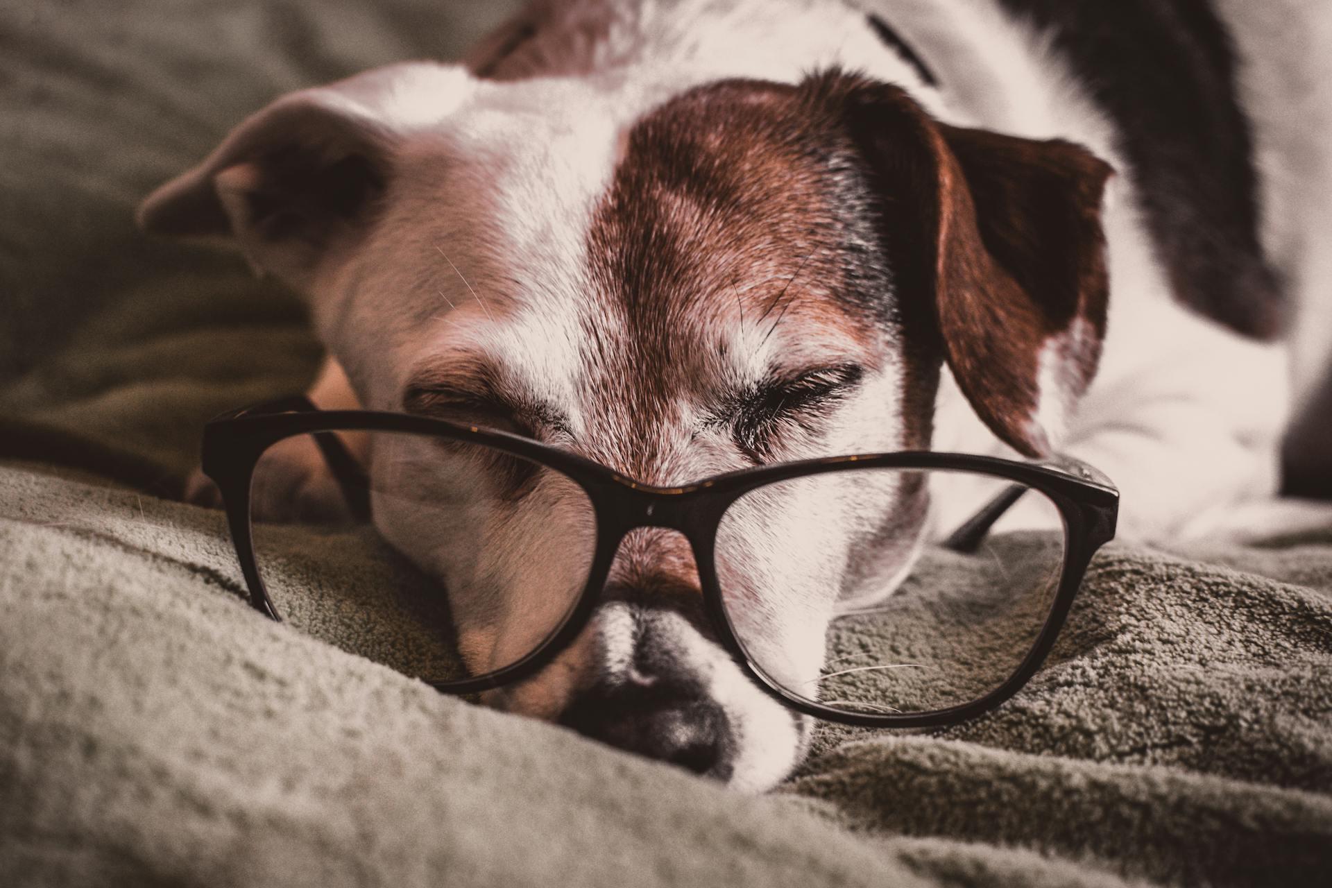 An old dog with glasses