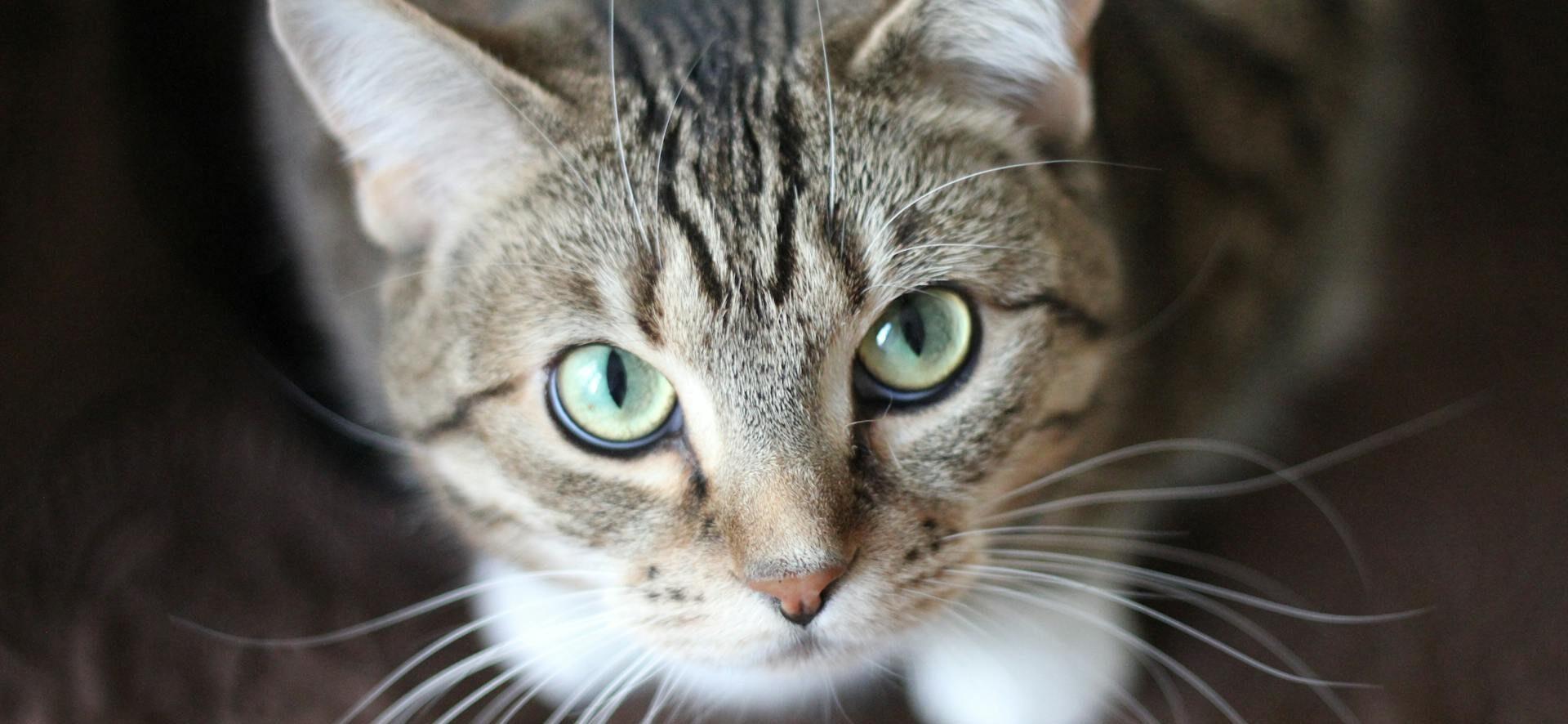 A portrait of a cat