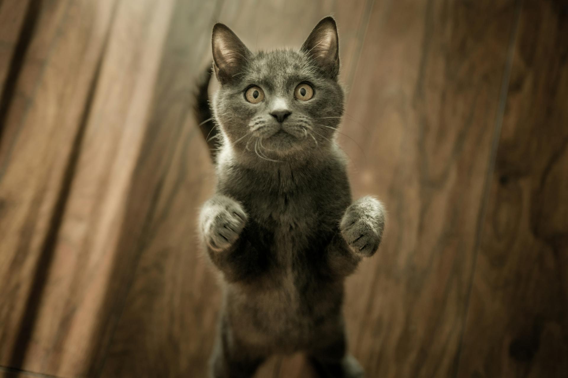 A photo of a scared cat