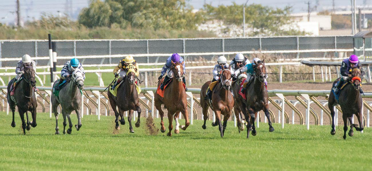 Horses running