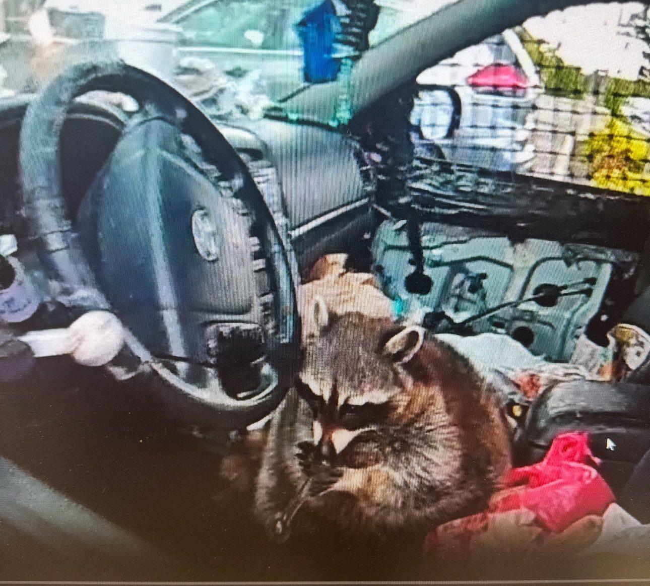 Raccoon with the meth pipe