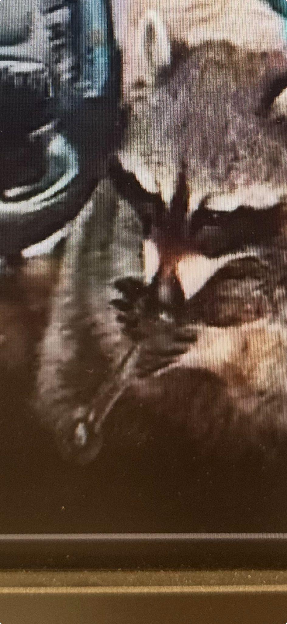 Raccoon with the meth pipe