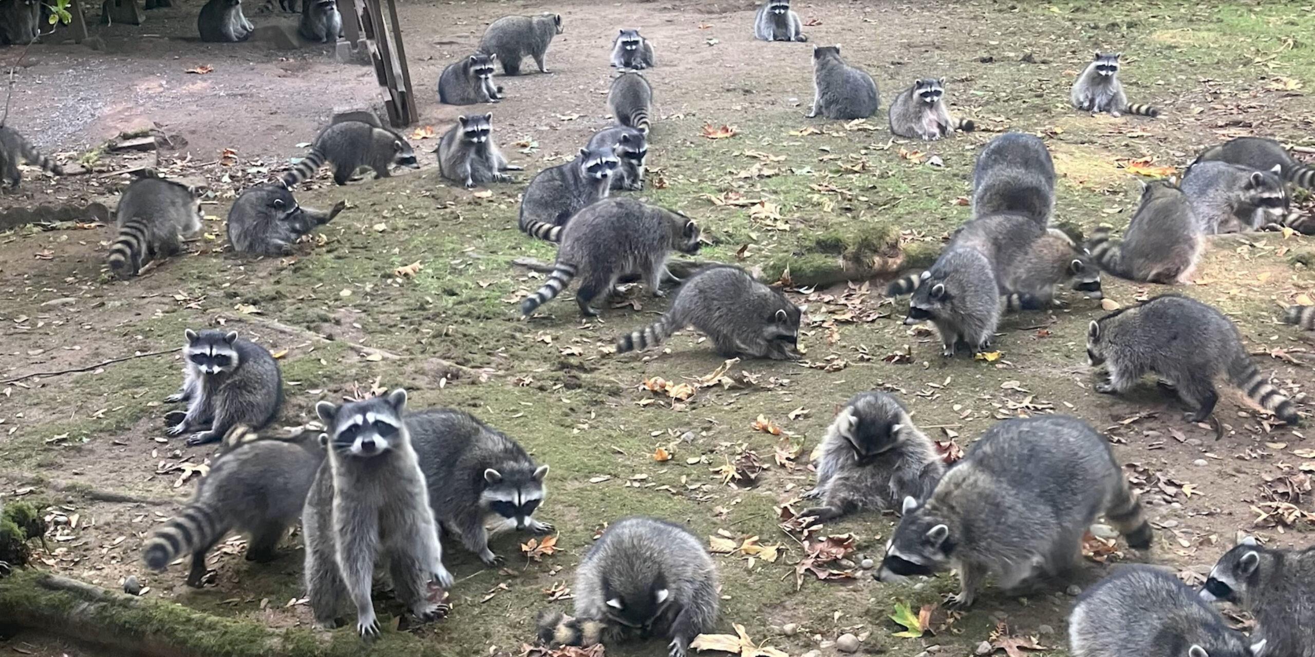 Raccoons