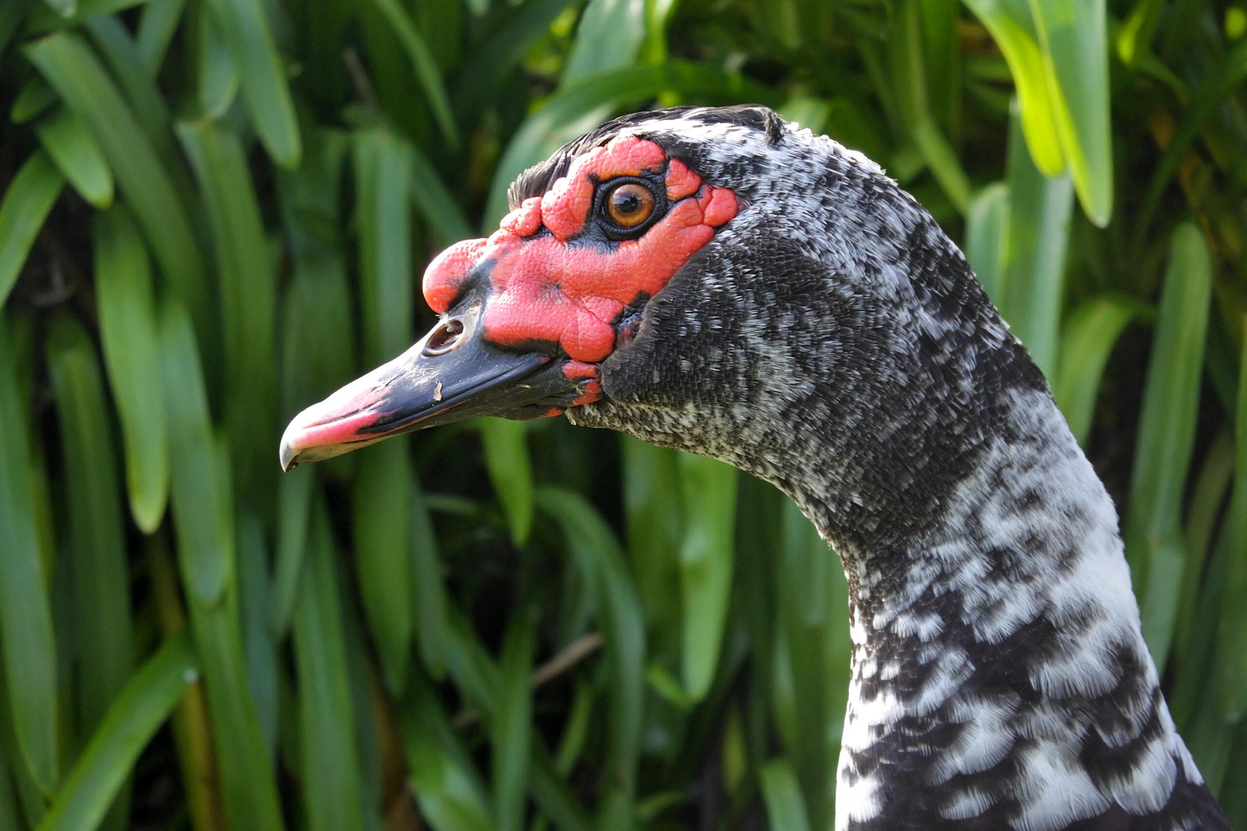 Muscovy duck