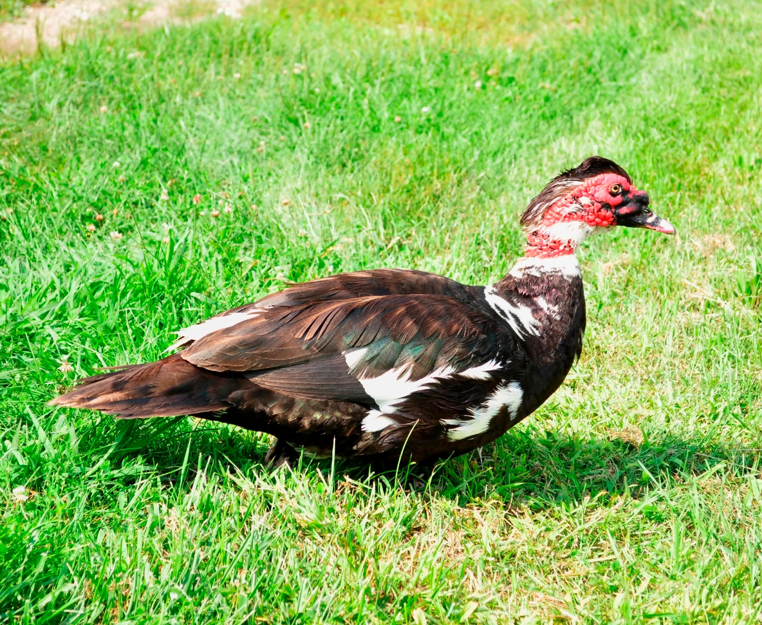 A muscovy duck