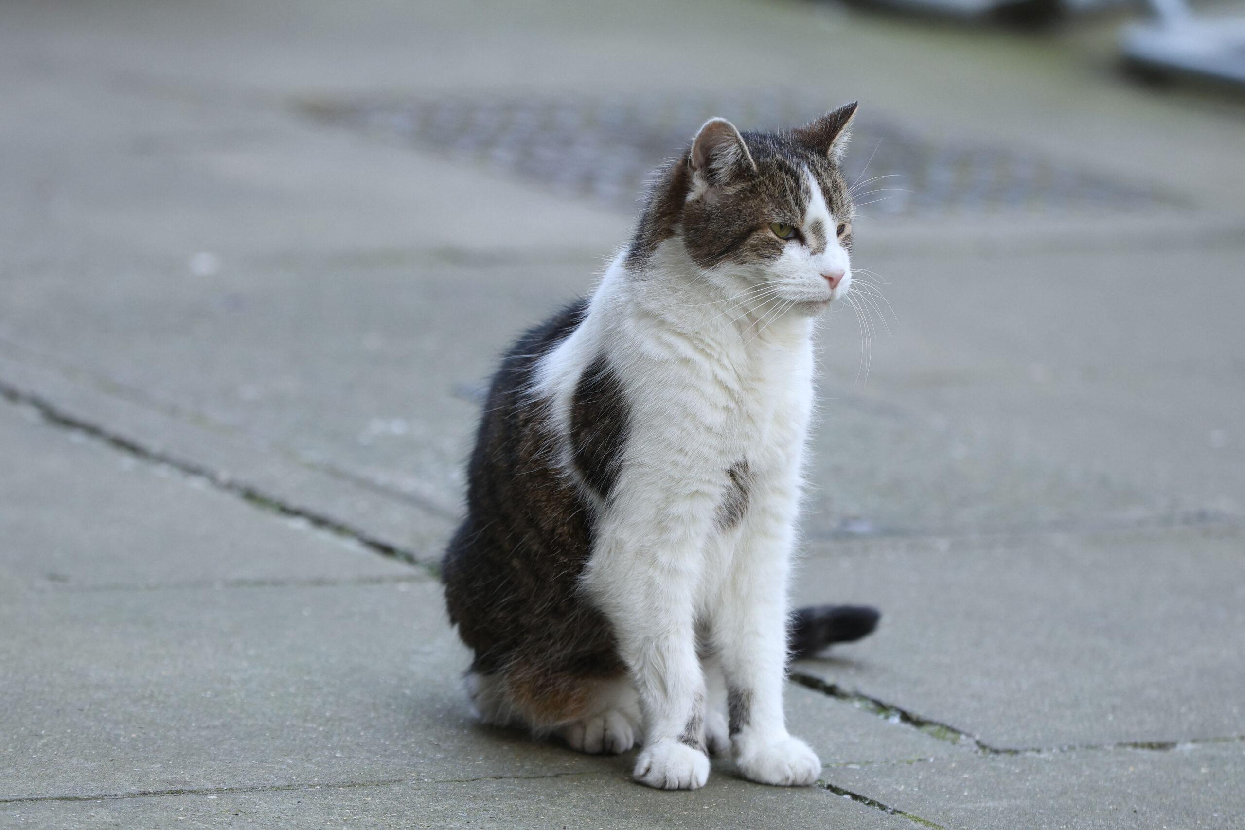 Larry the cat 