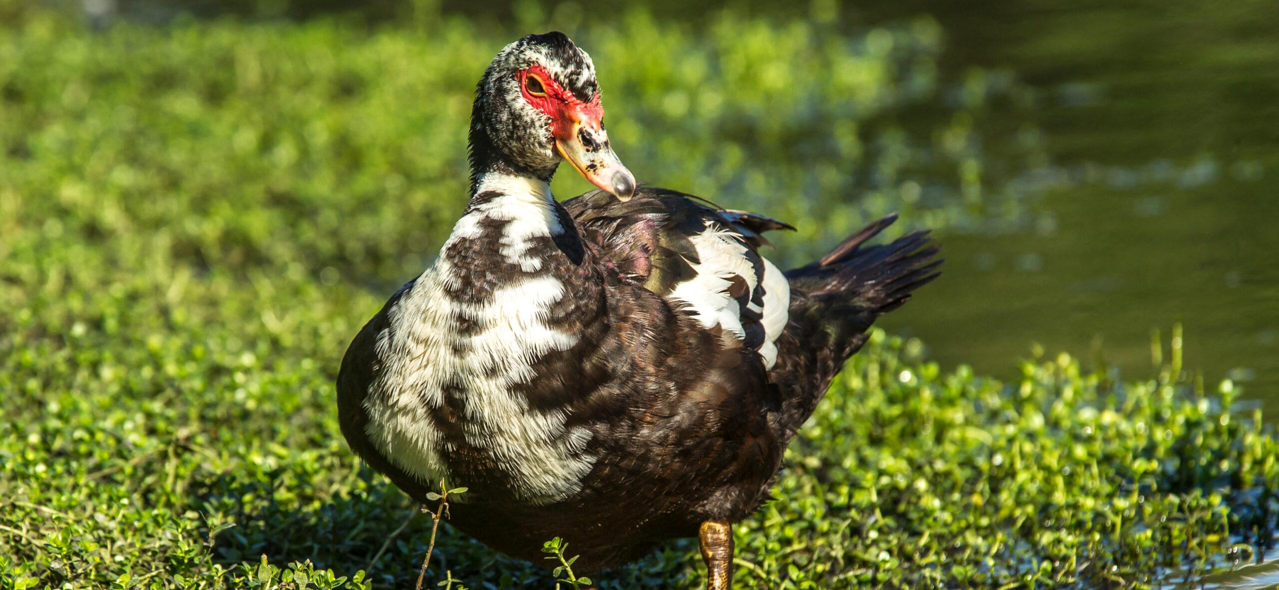 Adult muscovy duck.. A muscovy duck stands in grass by the water in deland, Florida.