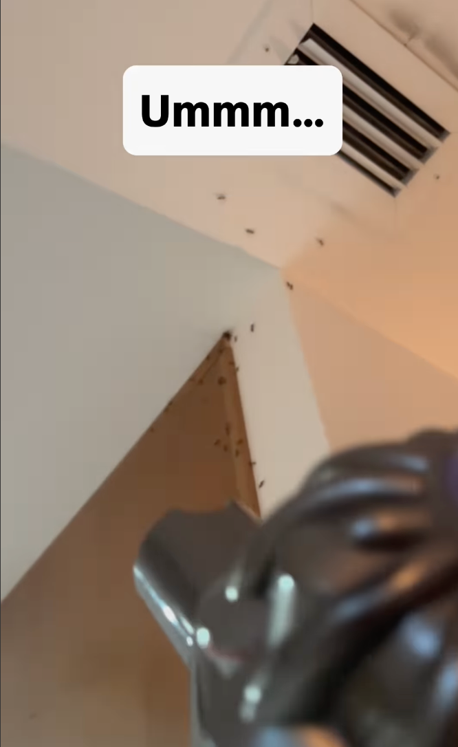 Flying Termites in home