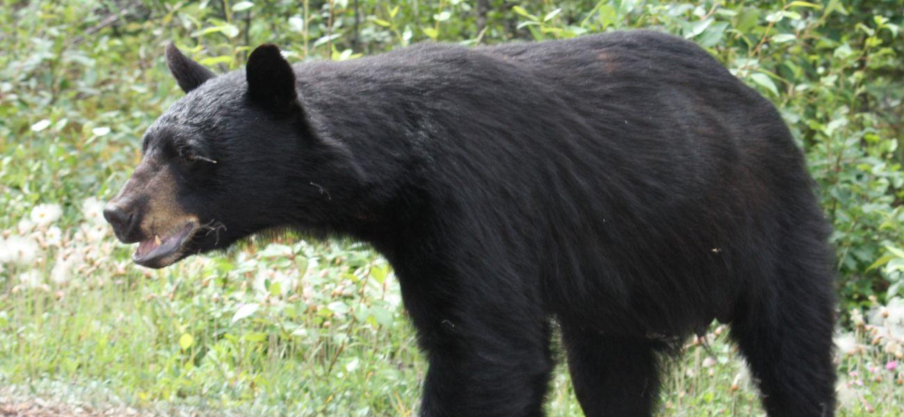 Black bear outside