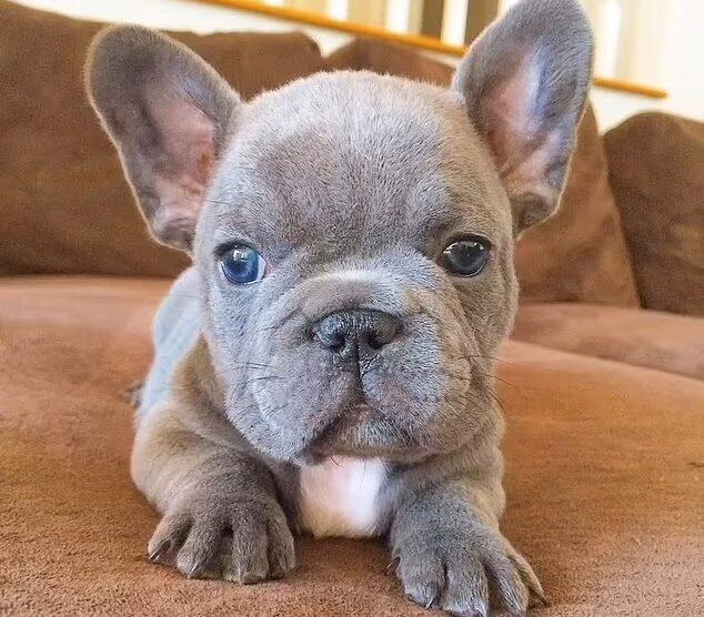 Snoop Dogg's dog Juelz