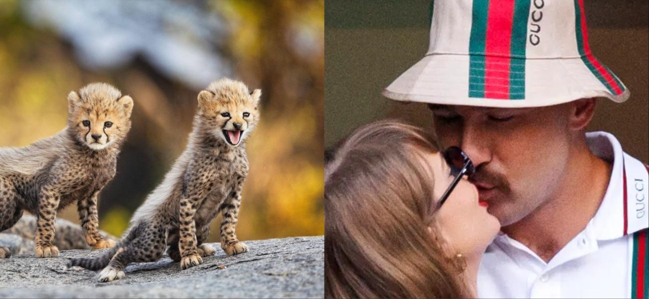 Collage of Cheetah cubs and Taylor Swif t and Travis Kelce
