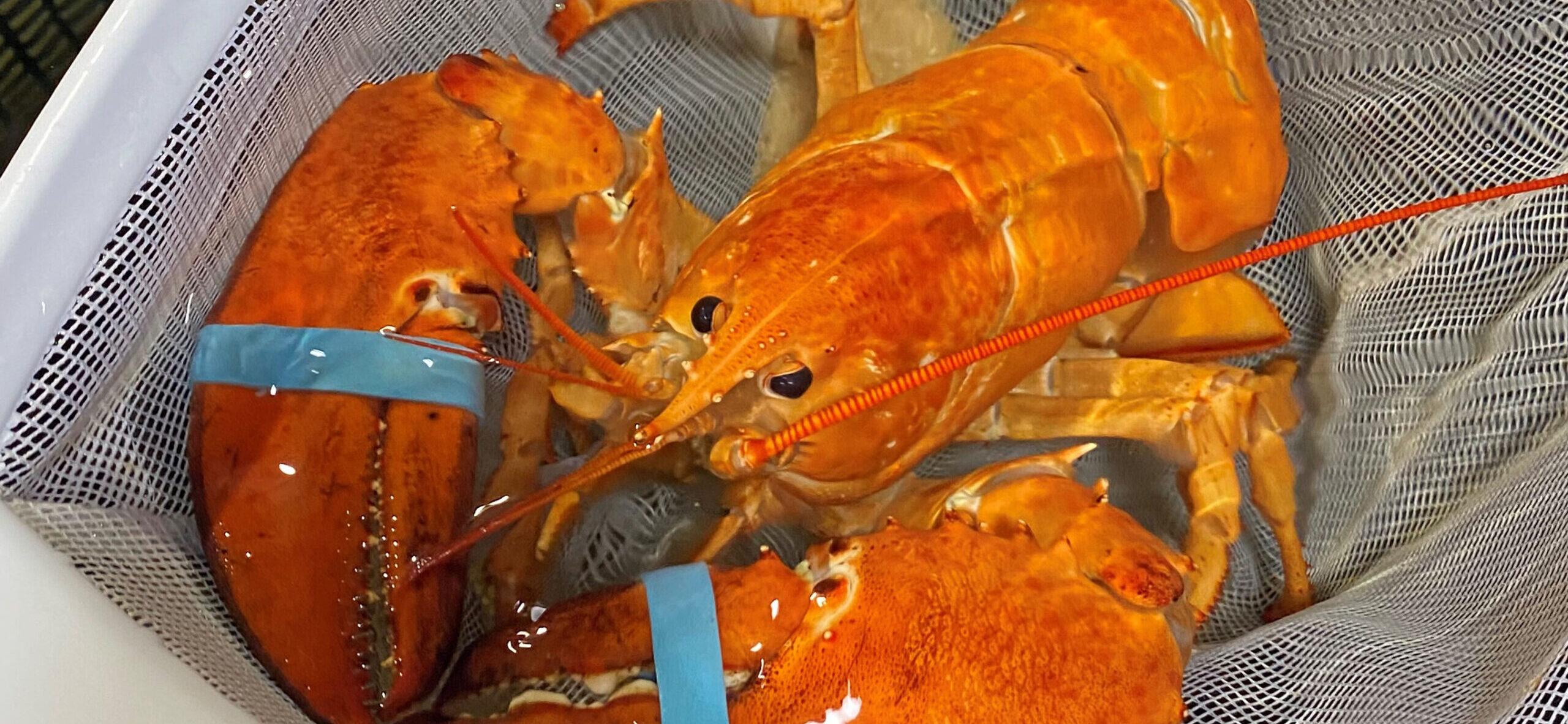 Red Lobster
