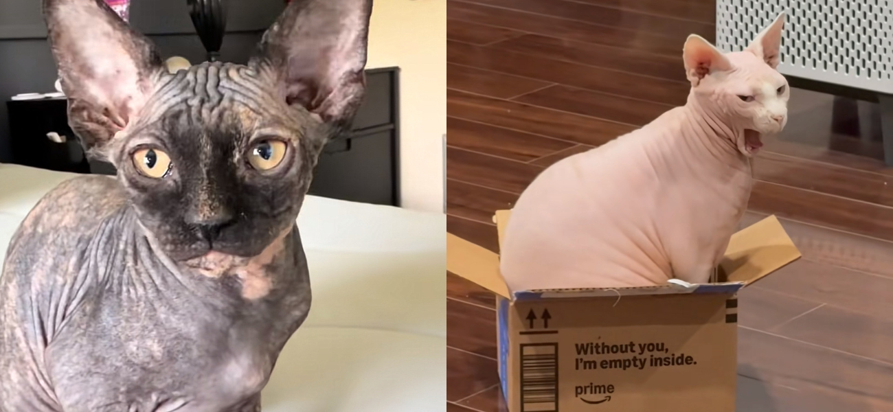 Double The Mischief: TikTok Famous Naked Cat Nudacris Welcomes Baby Sis With Iconic Name