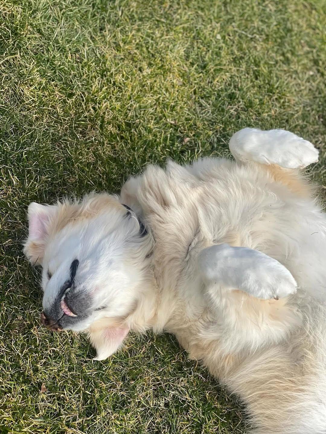 Jimmy Fallon's dog Gary