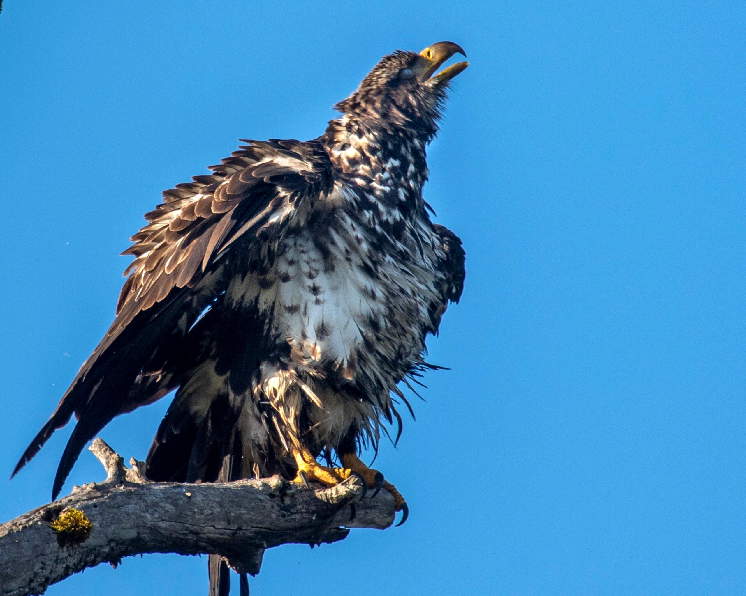 Young Bald Eagle