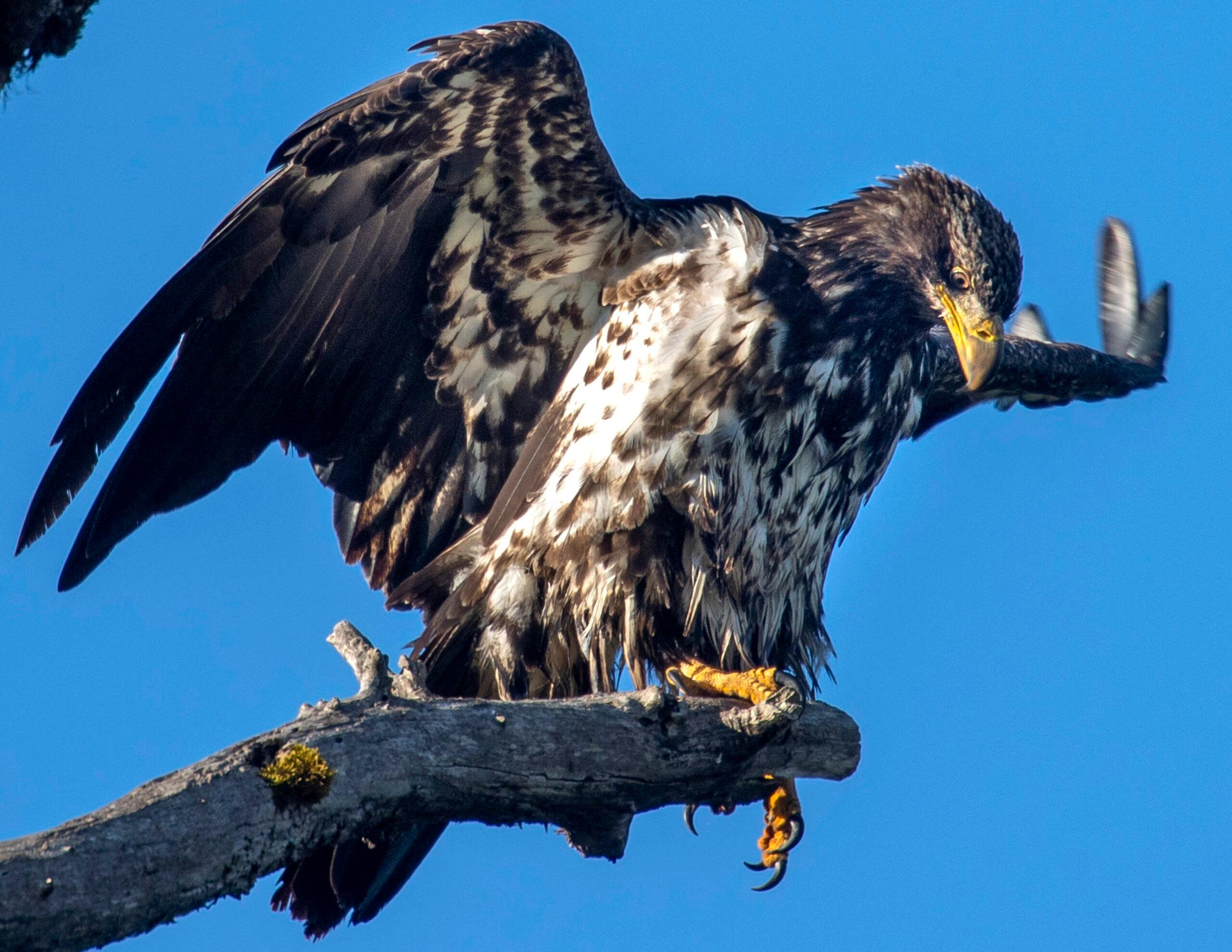 Young Bald Eagle
