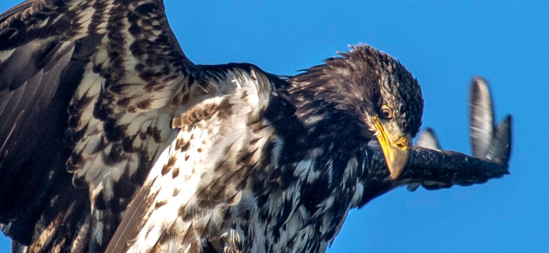 Bald Eagle Wrecks Motorist's Windshield With A Dead Cat In Bizarre Scene