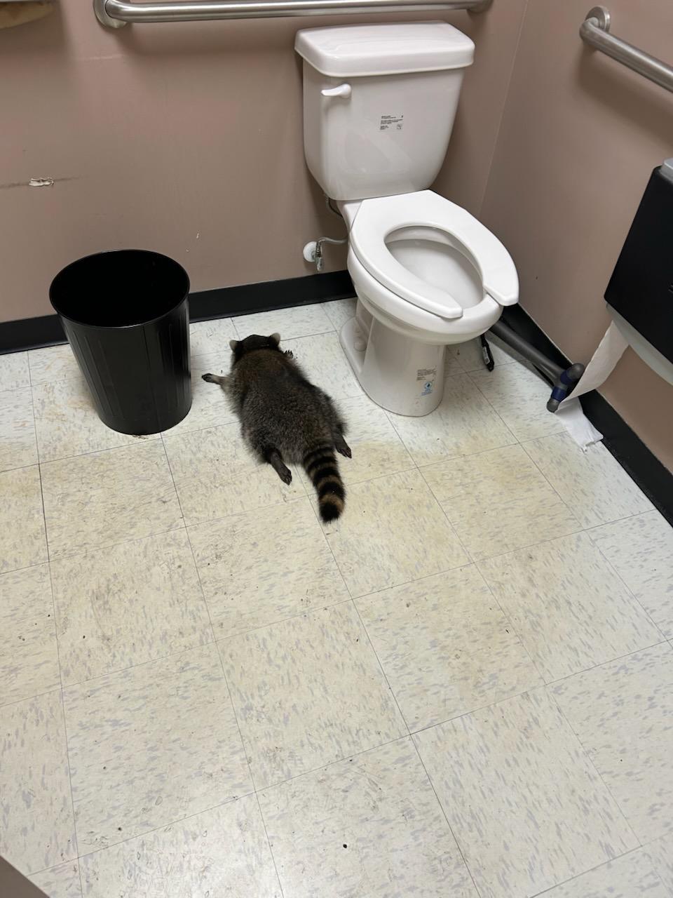 drunken raccoon found sleeping inside the restroom
