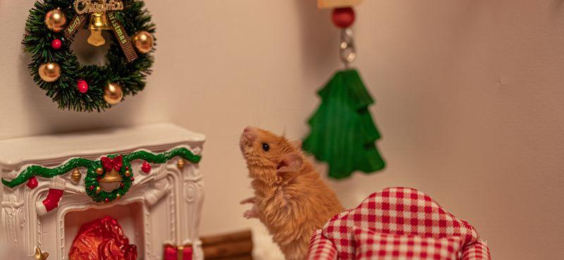 The Wooly Mouse first Christmas