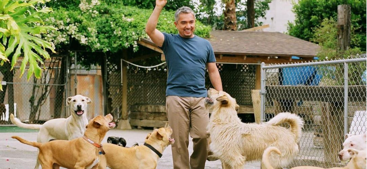 Cesar Millan throwing a ball for multiple dogs