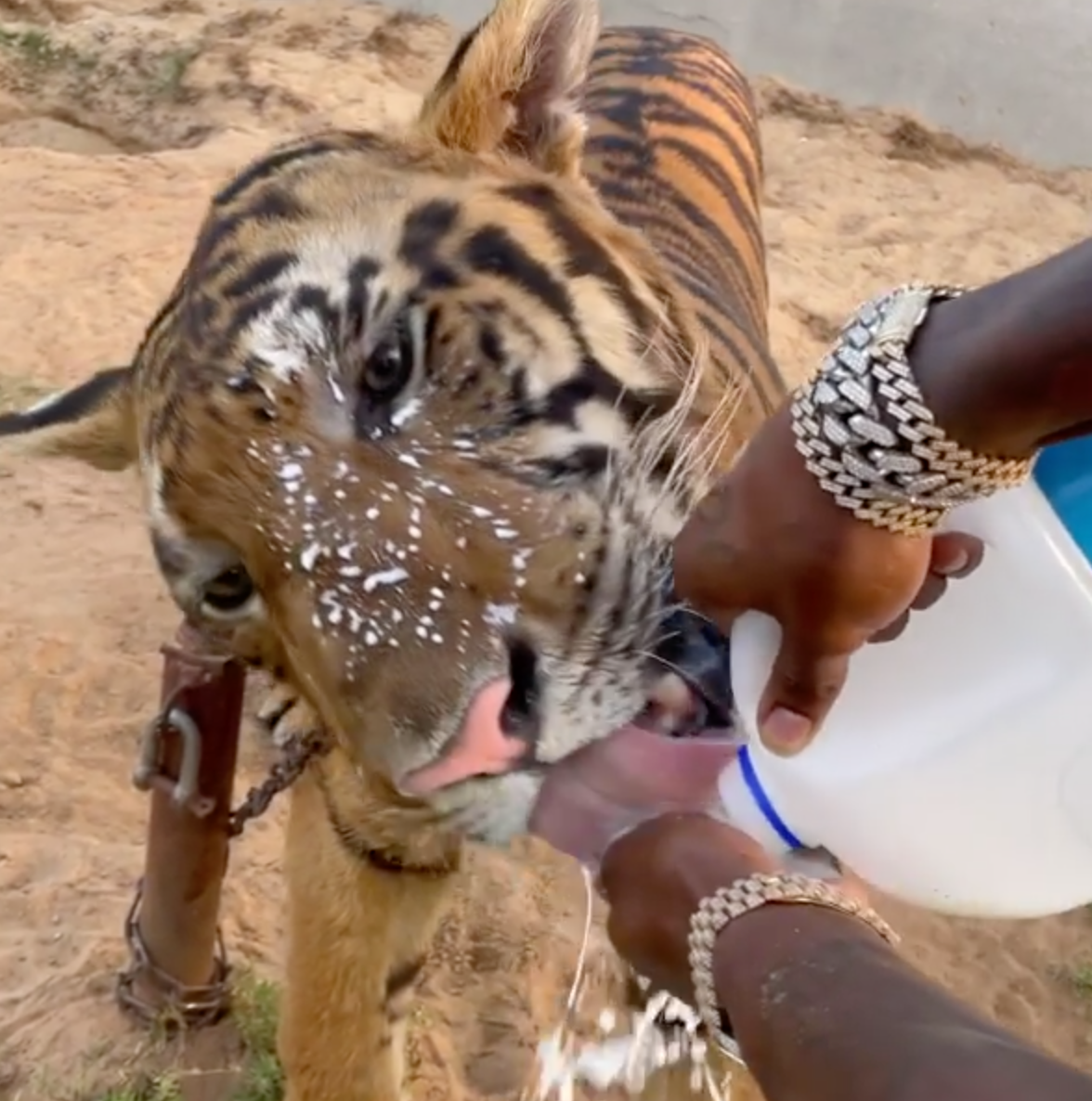 Rapper DaBaby Bottle Feeds Massive Tigers, ‘I’m The Real Tiger King!’