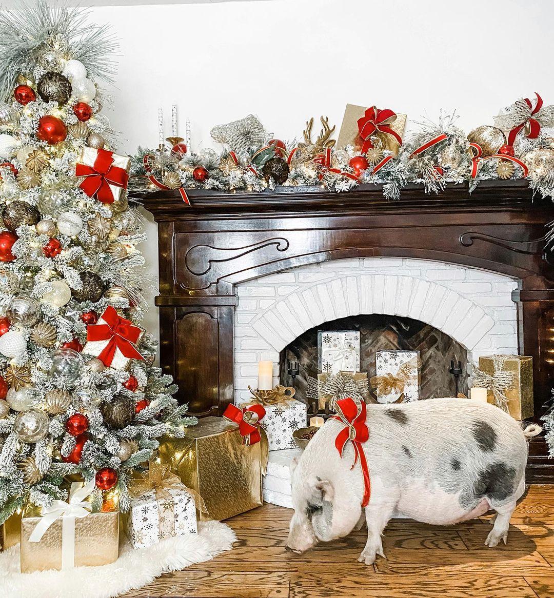 Tori Spelling and pet pig Wilber celebrate Christmas