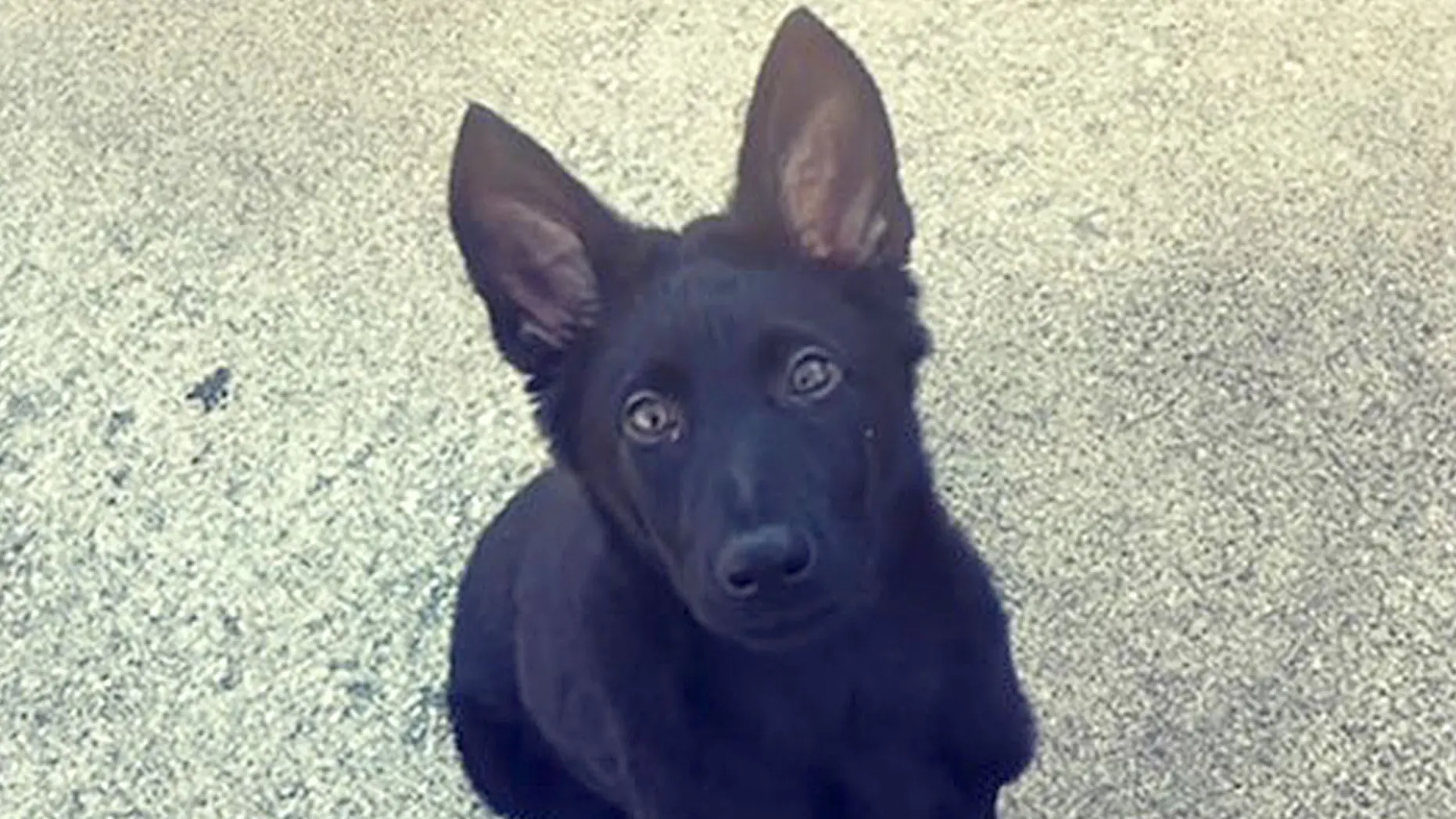Kansas Police Officer’s 3-Month-Old Puppy Brutally Murdered In Targeted Attack 
