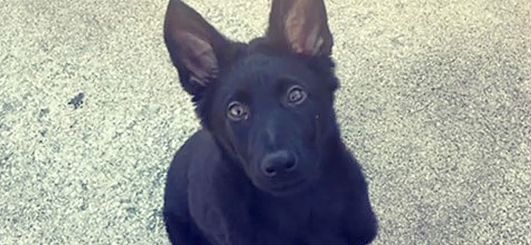Kansas Police Officer’s 3-Month-Old Puppy Brutally Murdered In Targeted Attack