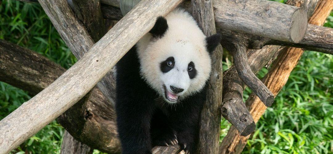 Baby Panda Cub