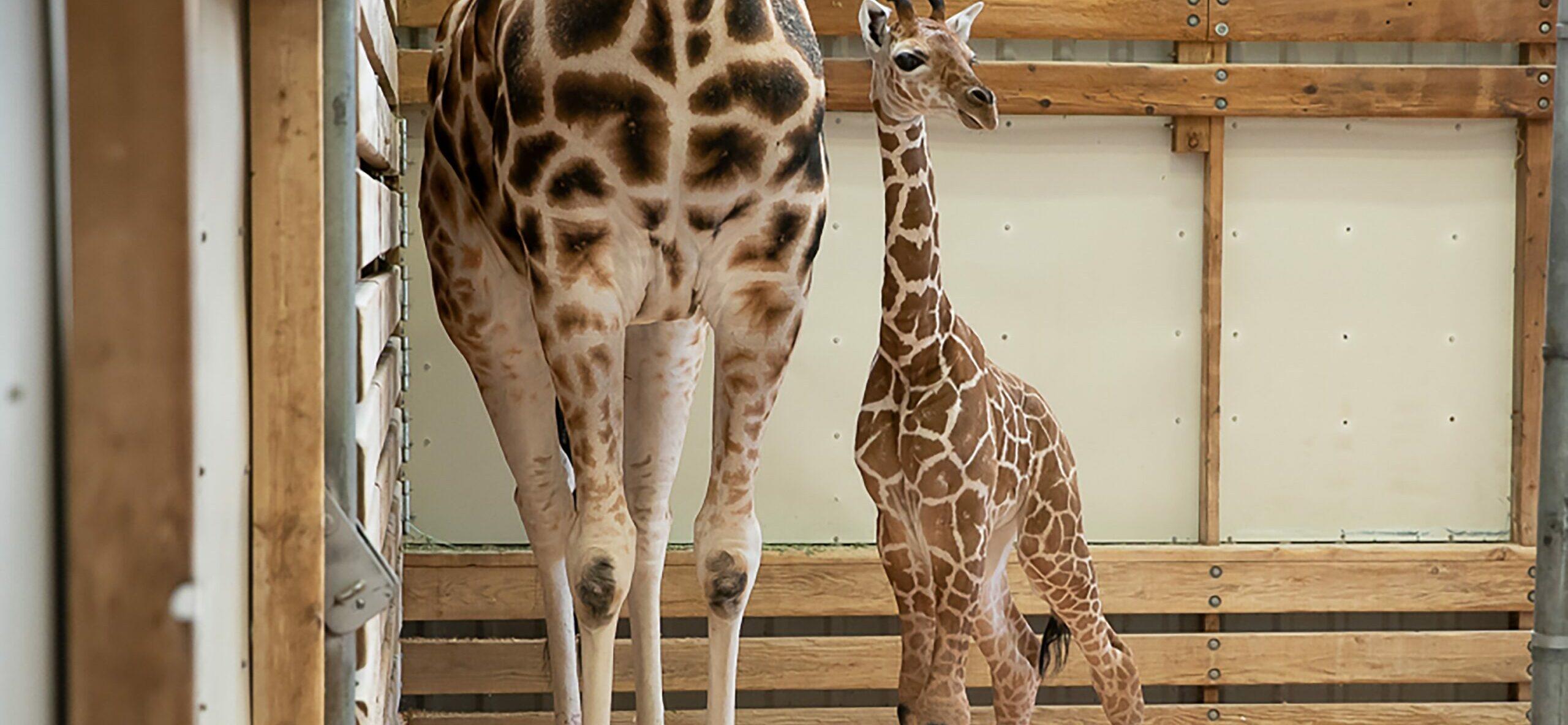 San Diego Zoo Safari Park Welcomes Baby Giraffe On Betty White's Birthday!