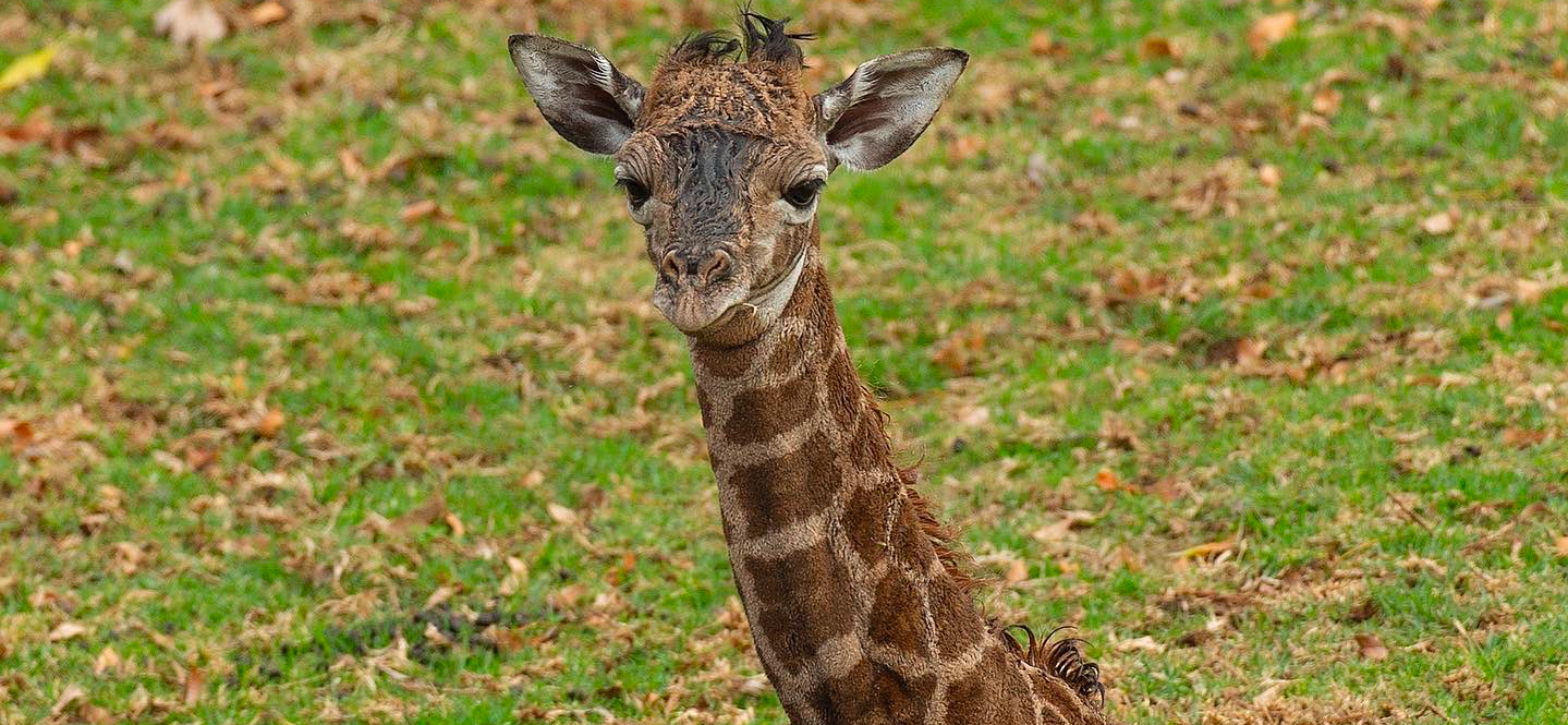 Baby Giraffe Born On Betty White's Birthday DIES In Just 48 Hours