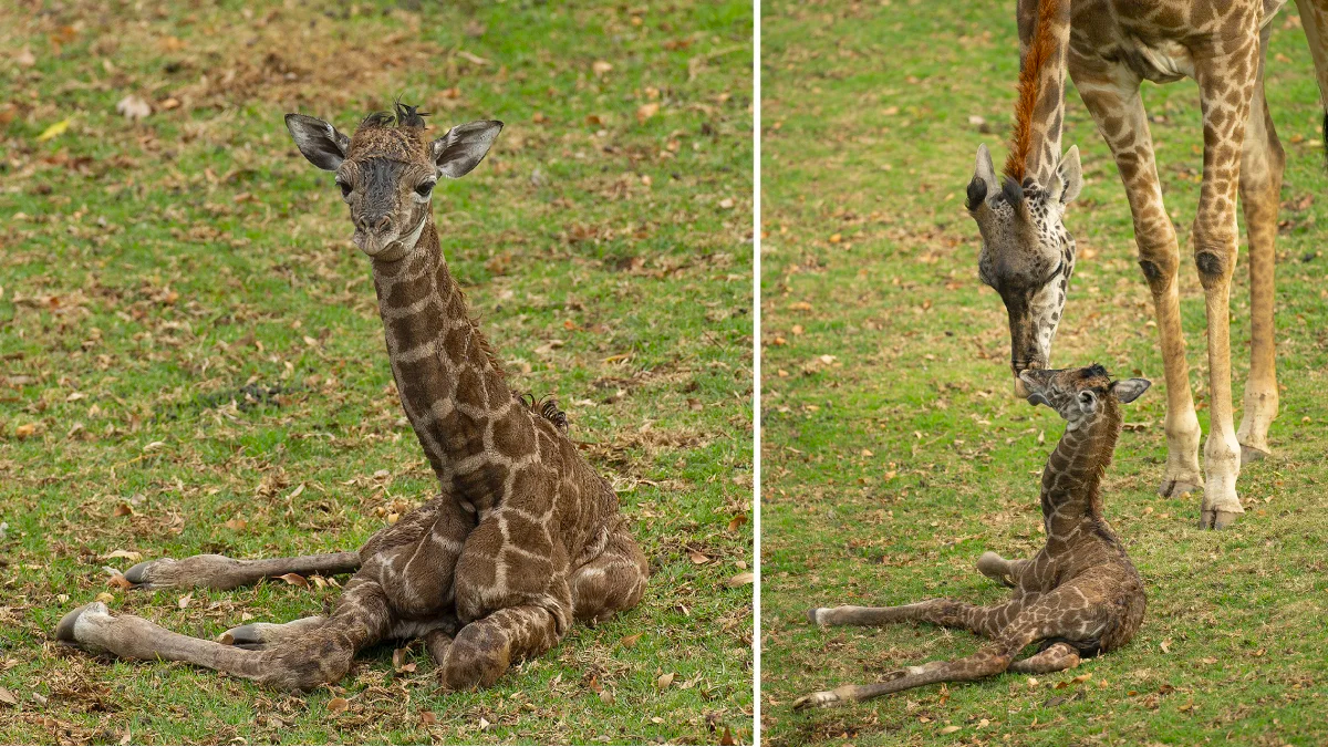 Baby Giraffe Born On Betty White's Birthday DIES In Just 48 Hours 