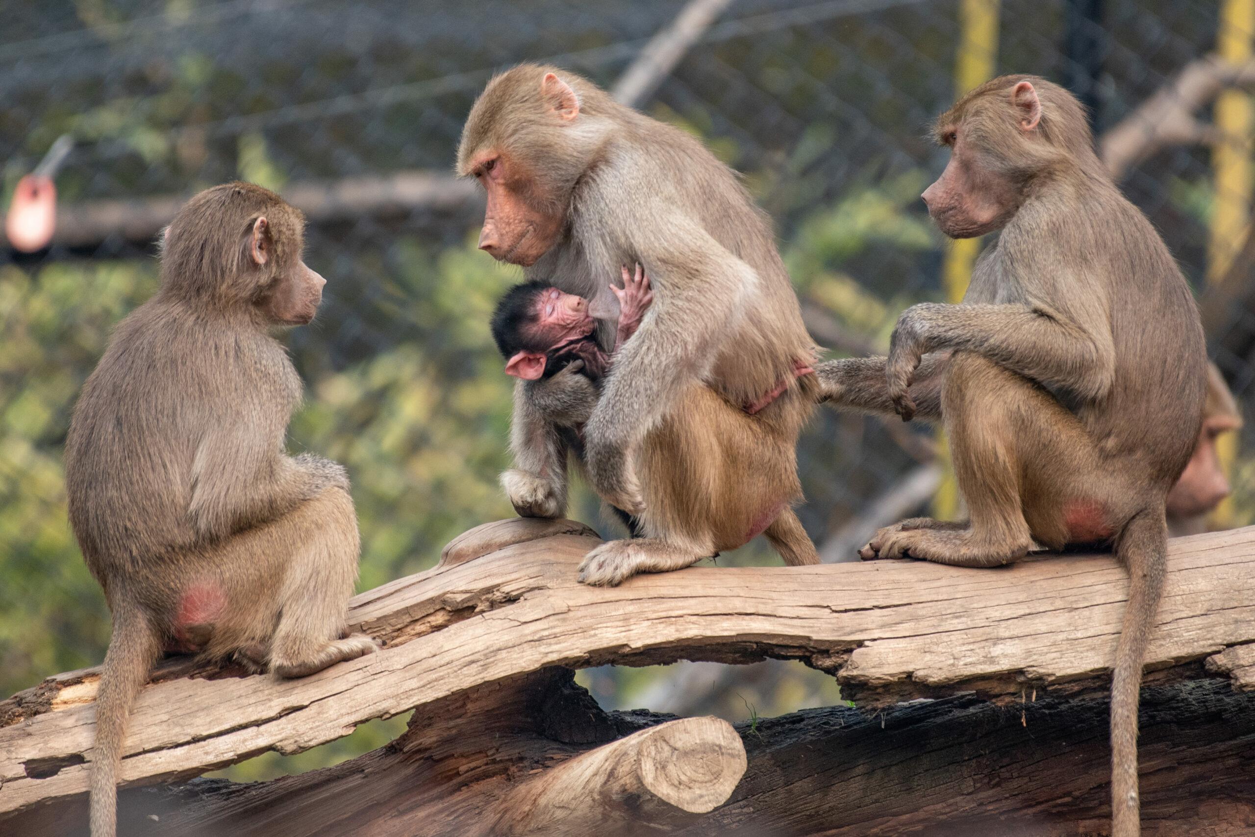 Meet Mousa the adorable baby baboon melting hearts at Oakland Zoo.