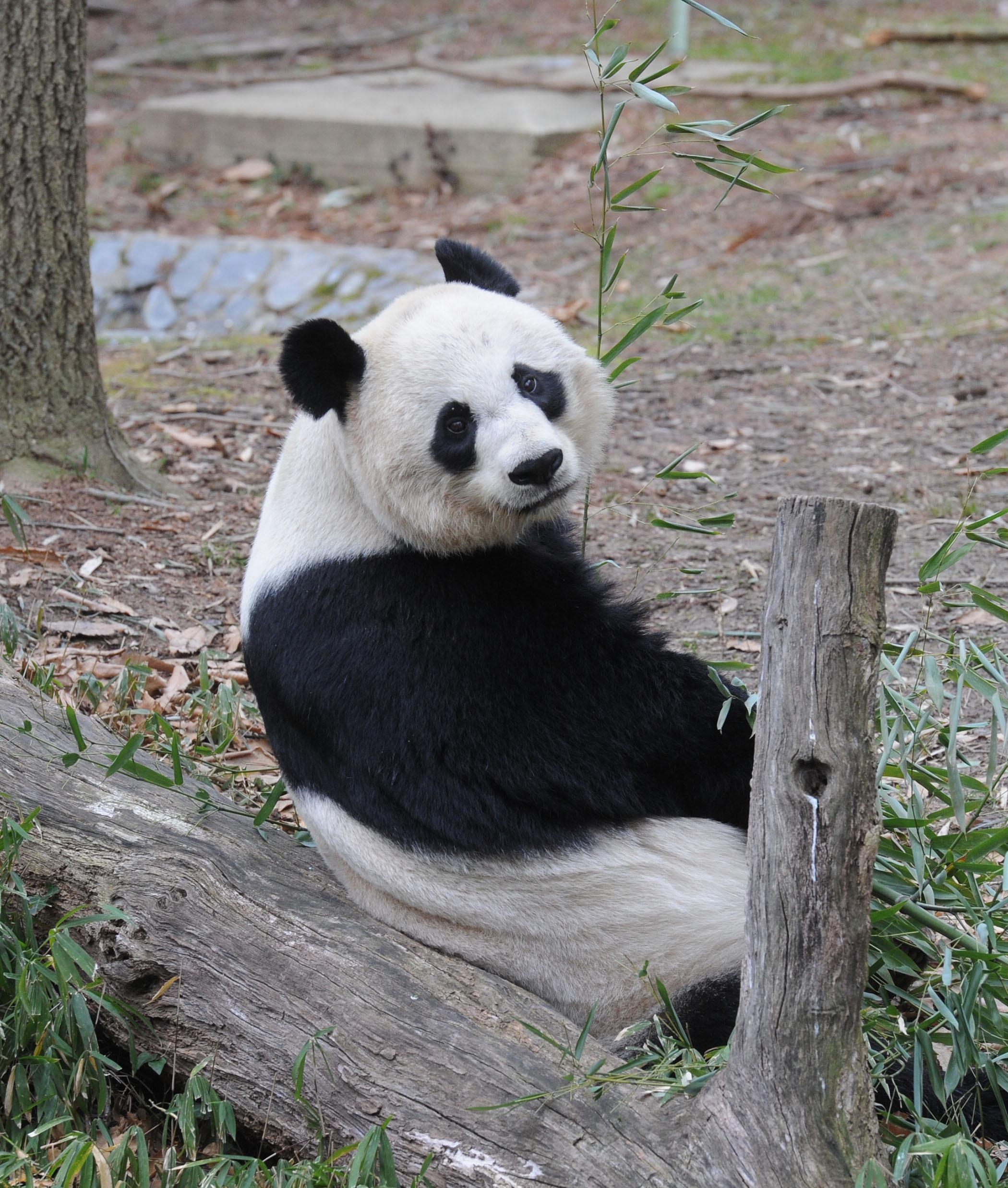 Giant Pandas Tian Tian and Mei Xiang at Zoo in Washington DC