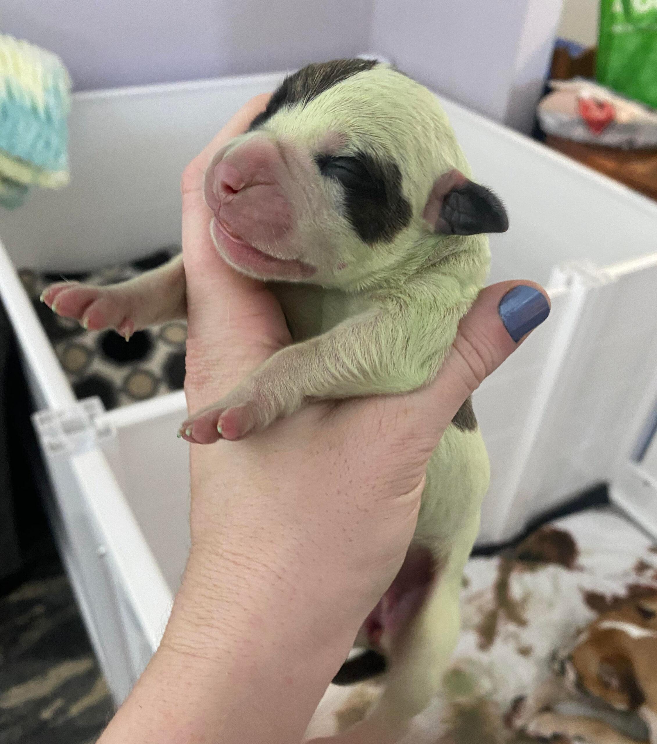 Rare puppy born with GREEN fur really stands out from the rest of the litter