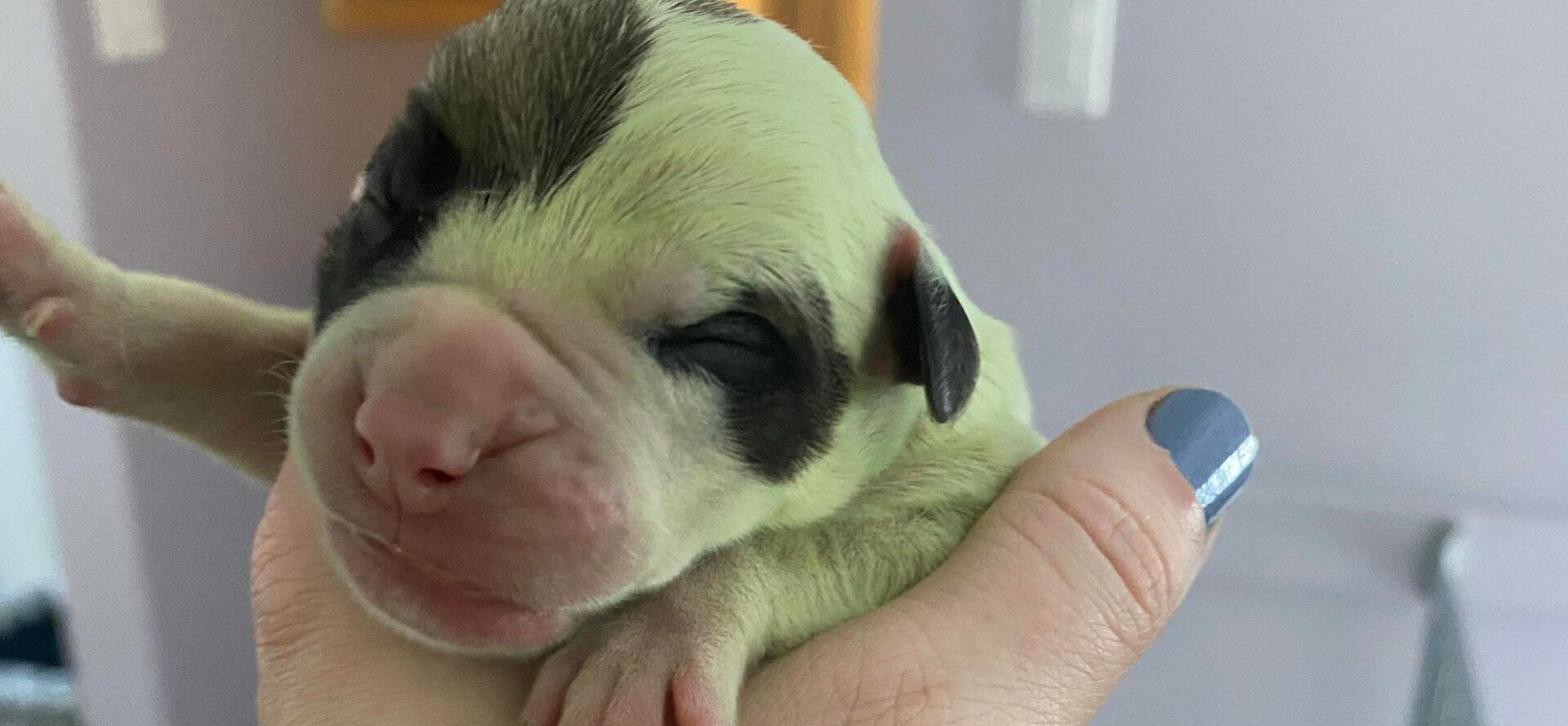 Rare puppy born with GREEN fur really stands out from the rest of the litter