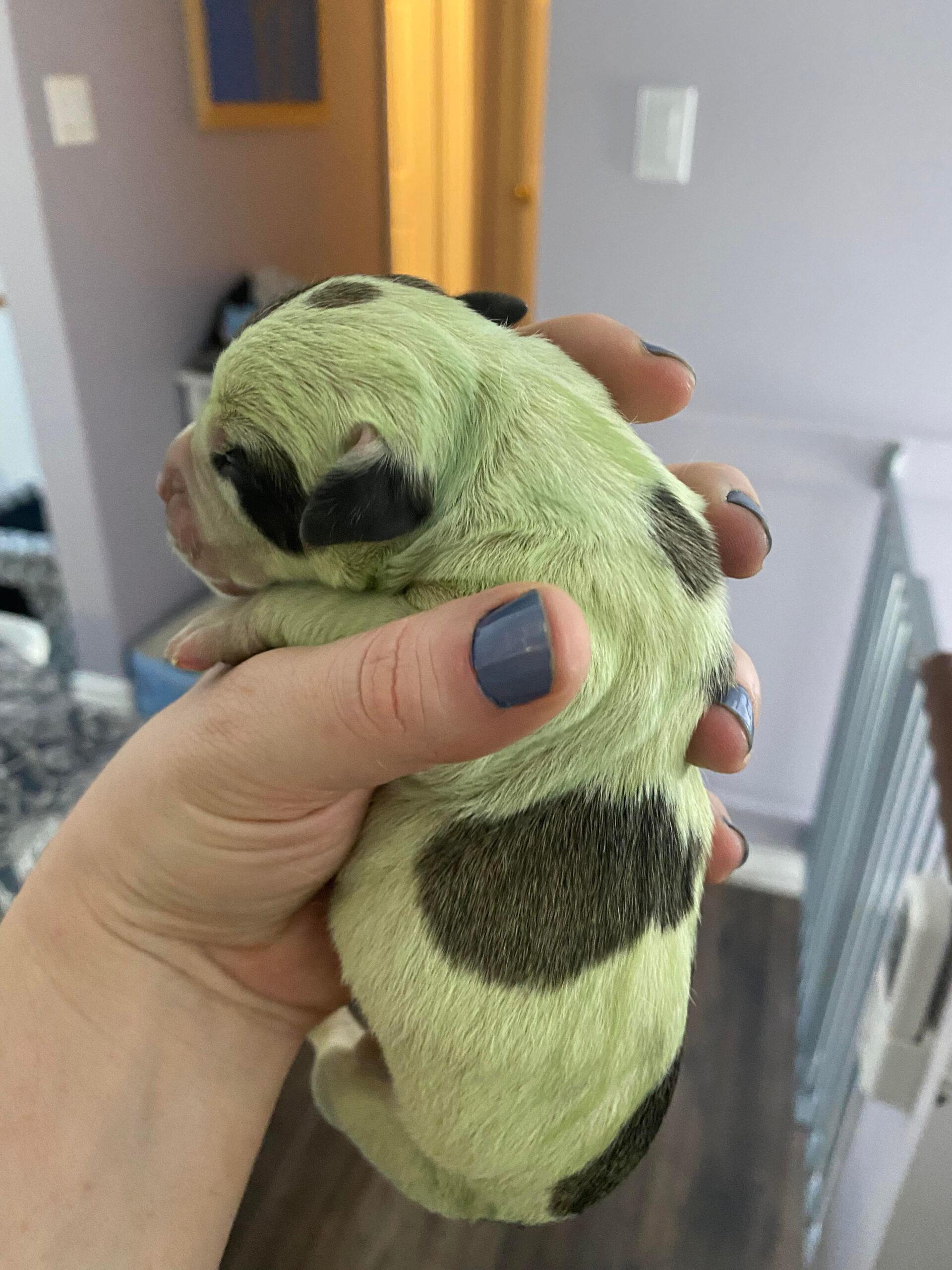 Rare puppy born with GREEN fur really stands out from the rest of the litter