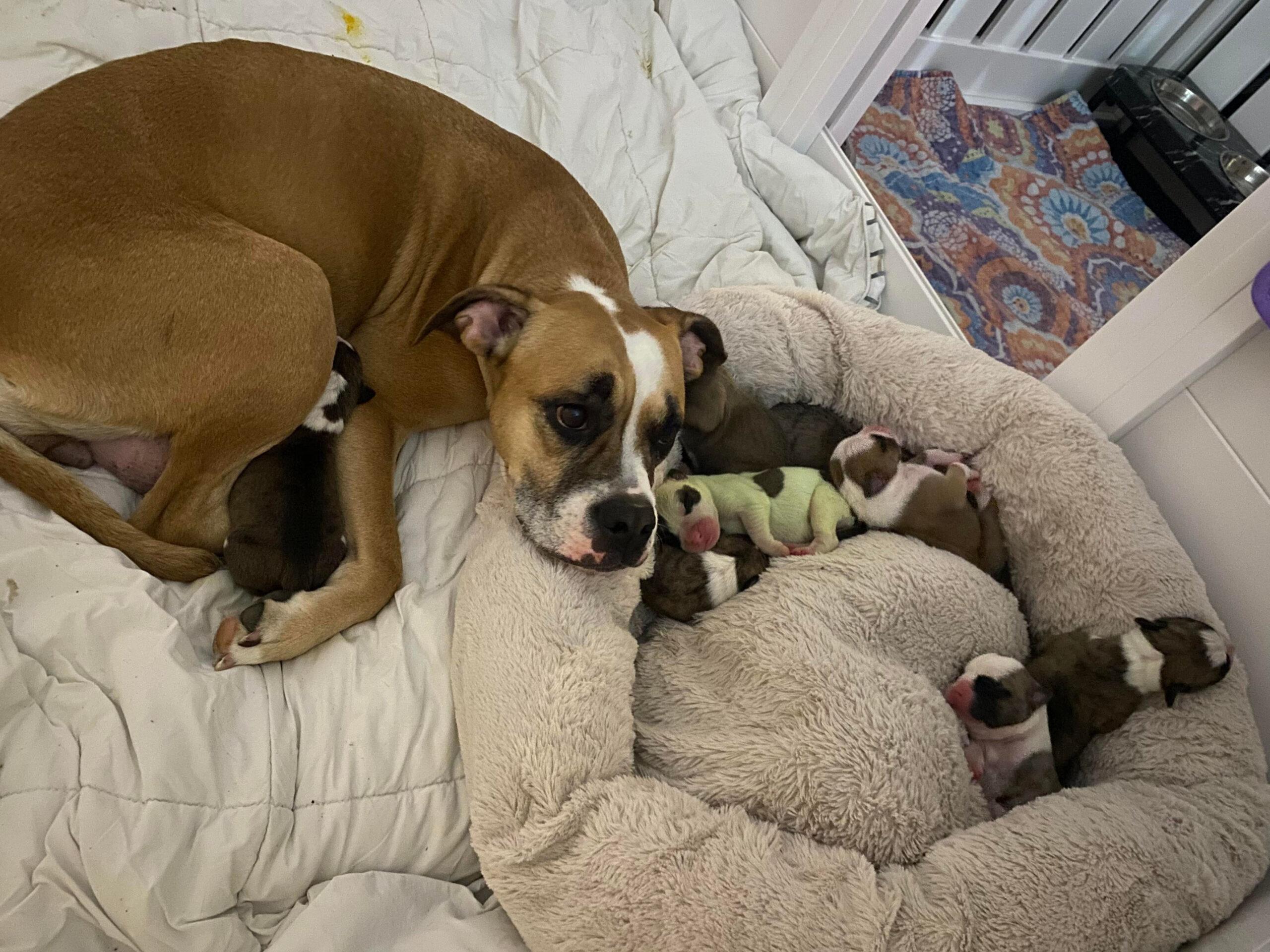 Rare puppy born with GREEN fur really stands out from the rest of the litter