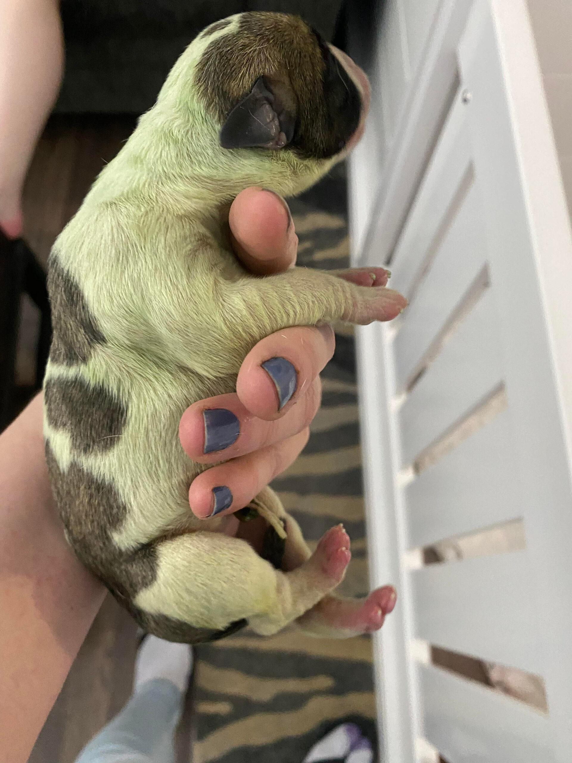 Rare puppy born with GREEN fur really stands out from the rest of the litter