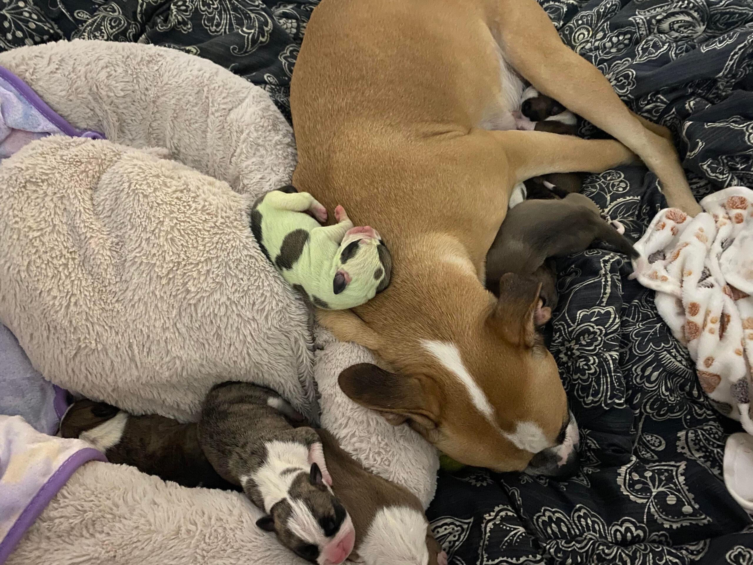 Rare puppy born with GREEN fur really stands out from the rest of the litter