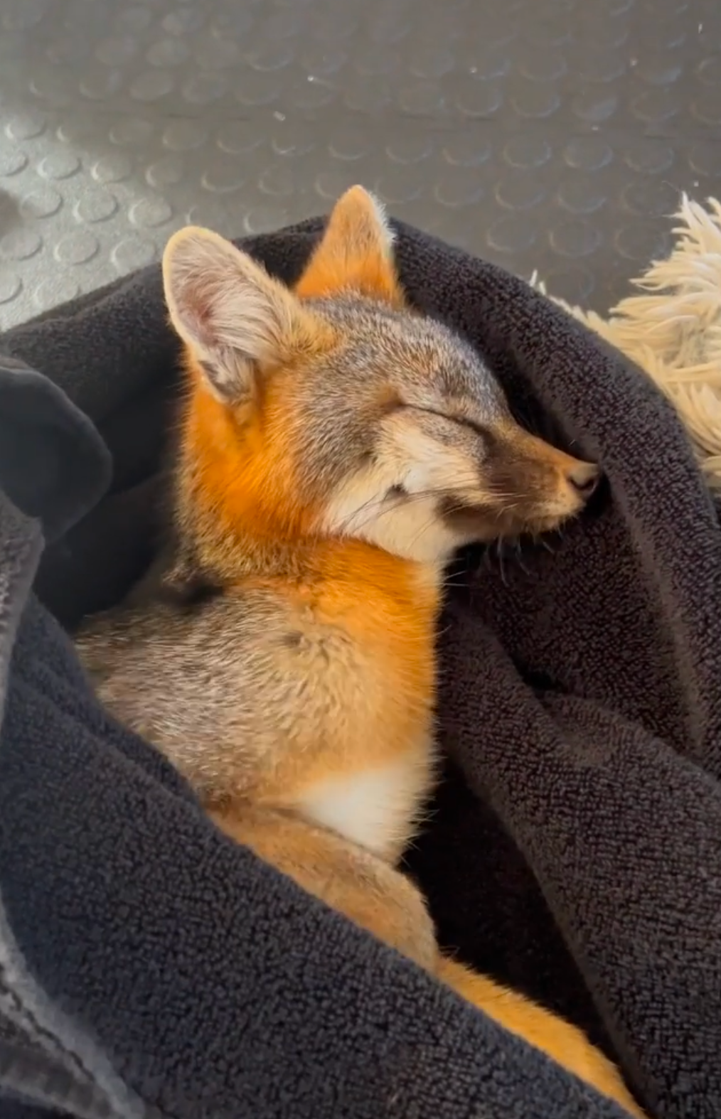 'Monster Garage' Star Jesse James Attempts To Save A Baby Fox Having A Seizure