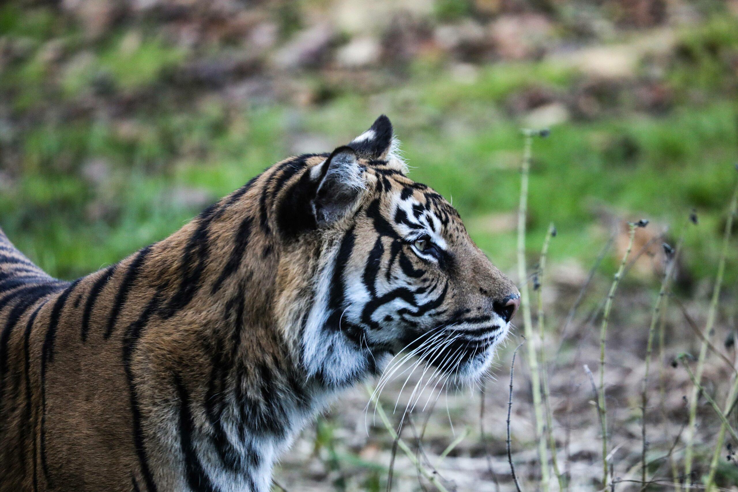 Sumatran Tiger Family At ZSL London Zoo On Chinese New Year