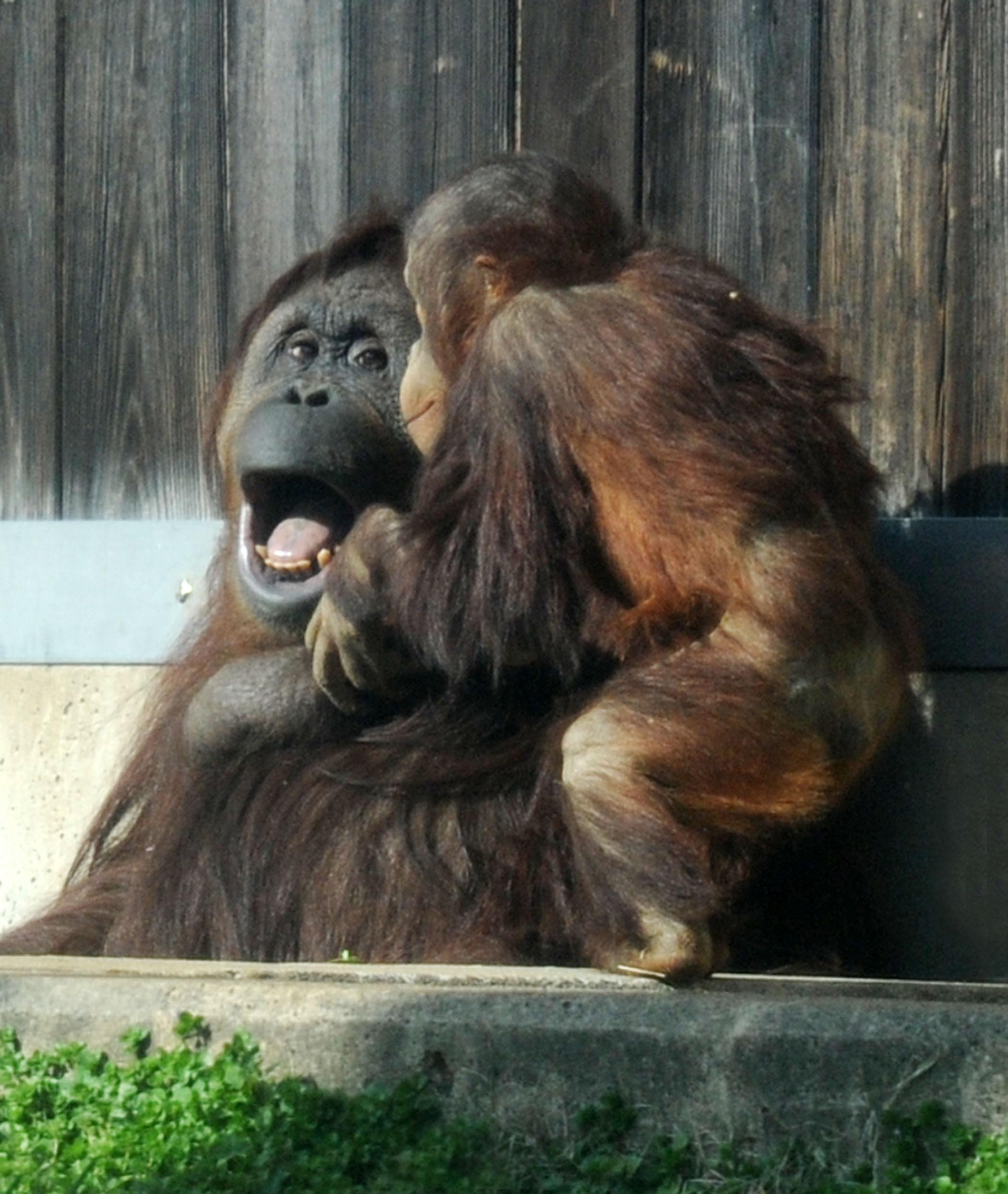 Adorable Orangutans at The Smitsonians National Zoo in Washington DC.