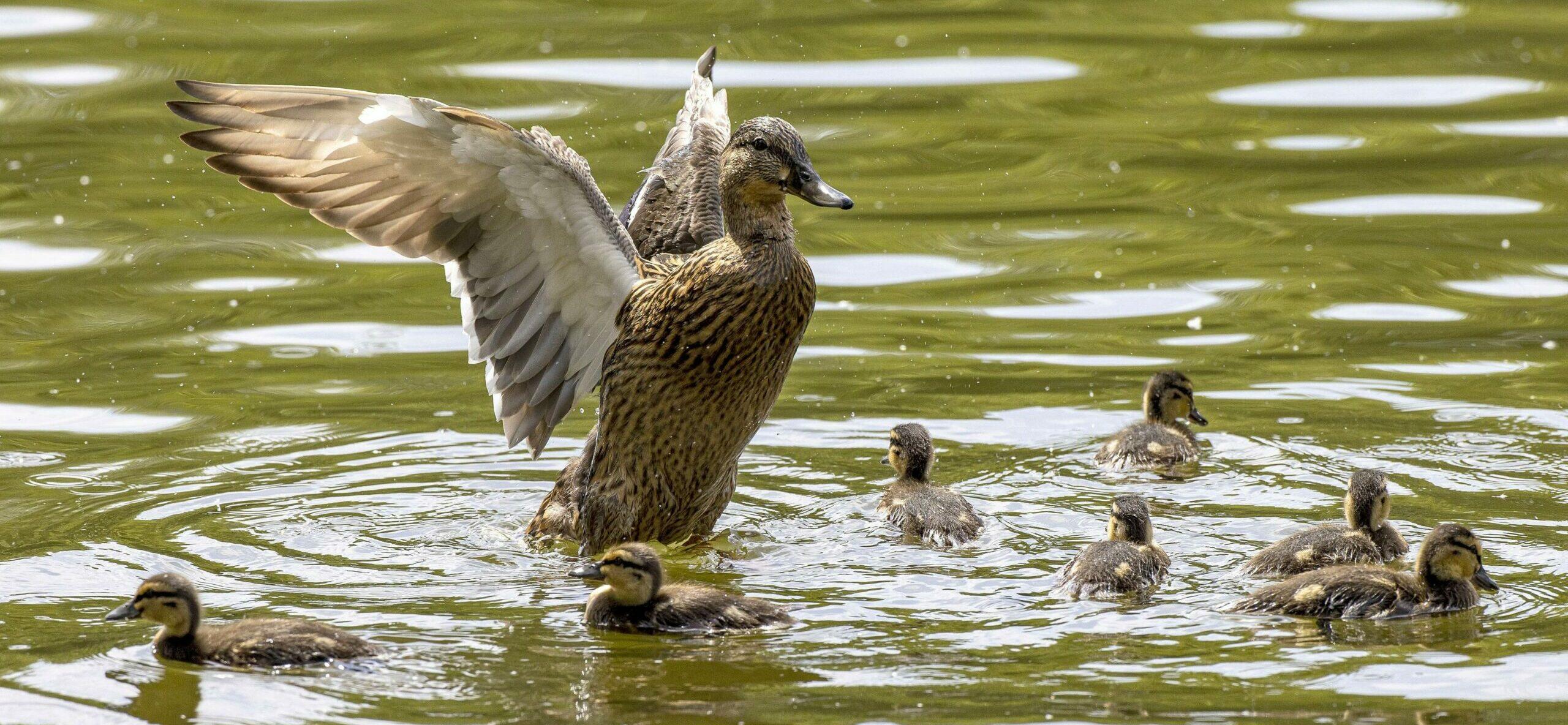 Ducks on the Thames