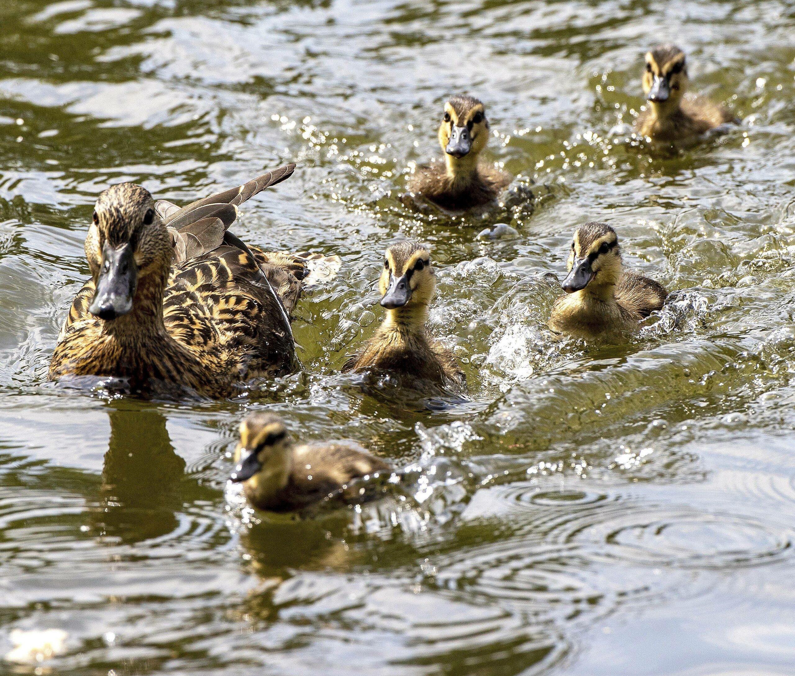 Ducks on the Thames